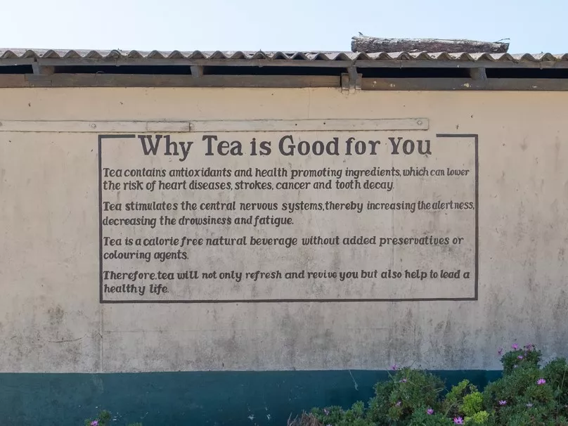 INTRO - CO JE ČAJ A JEHO PŮVOD